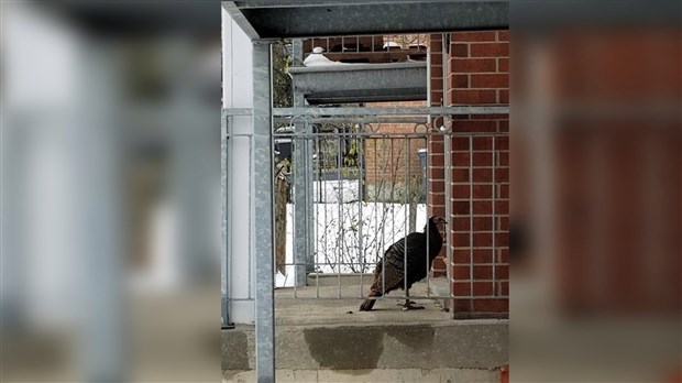 Un visiteur inusité pour des résidents de Vaudreuil-Dorion