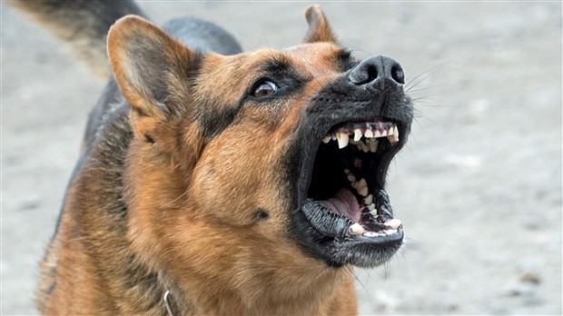 Vaudreuil-Dorion adopte le Règlement complémentaire pour les chiens dangereux 