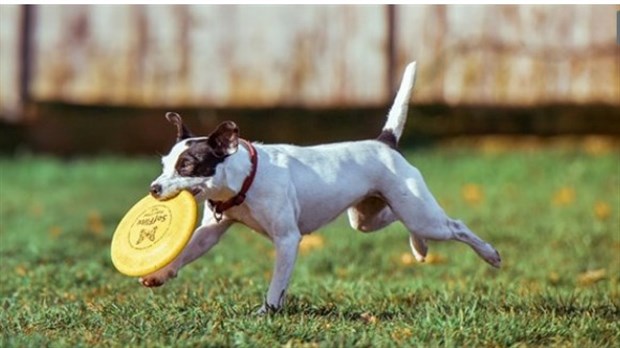 Mise à jour du règlement sur les chiens, chats et autres animaux à Saint-Zotique 