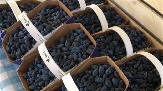 Cet été, découvrez les camerises, un petit fruit qui gagne en popularité 