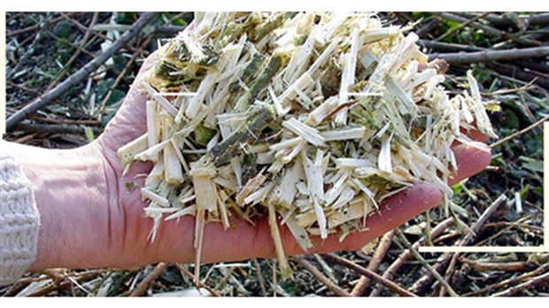 Distribution gratuite de copeaux de bois à Rigaud 