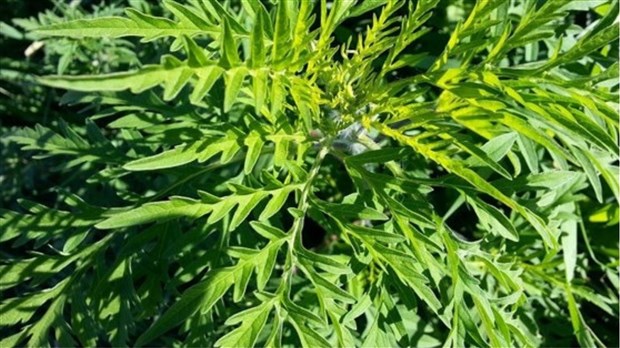 Épandage contre l'herbe à poux à Vaudreuil-Dorion