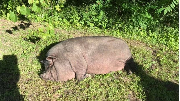 La mairesse de Très-St-Rédempteur porte secours à un cochon égaré 