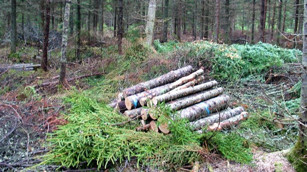 Le Bloc Québécois dévoile ses propositions pour la forêt privée