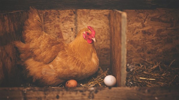 Les poules en milieu urbain sont maintenant autorisées à Coteau-du-Lac
