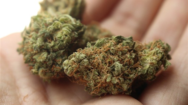 Saisie de 50 kg de cannabis à Saint-Zotique