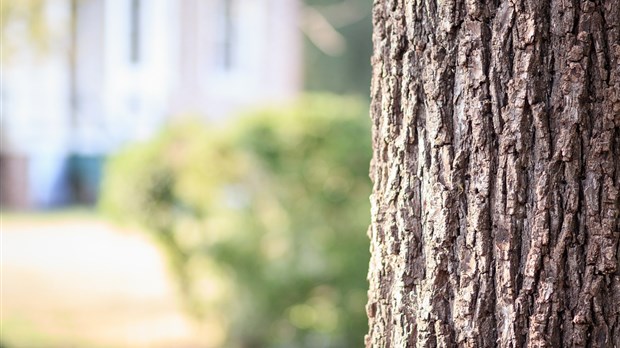 Notre-Dame-de-l'Île-Perrot plantera près de 1000 arbres