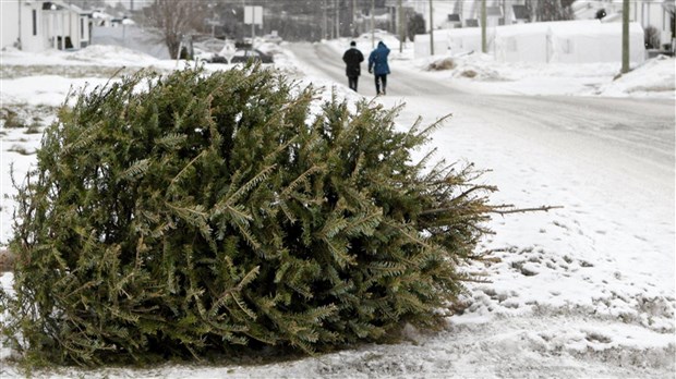 Collecte des arbres de Noël naturels dès ce lundi à Saint-Lazare 