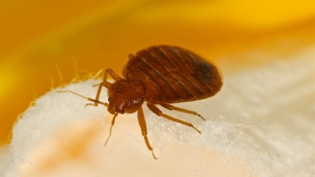 COMMENT IDENTIFIER UNE INFESTATION DE PUNAISES DE LIT?