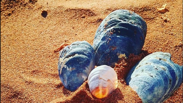 Nouvelles mesures concernant les voyageurs : Ottawa reporte encore son annonce