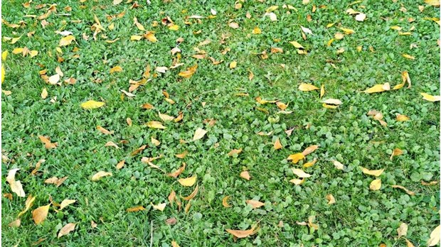 Une première collecte de feuilles la semaine prochaine à Notre-Dame-de-l’Île-Perrot