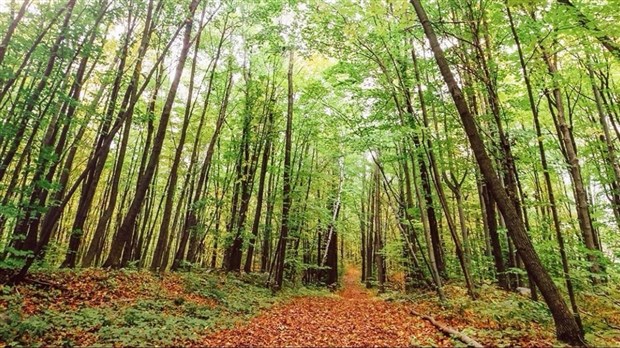 Des taxes jusqu’à 6000 dollars par adresse pour protéger le boisé Rousseau, Pincourt s’explique