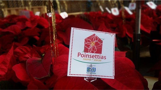 Plus de 2 500 poinsettias trouvent preneurs pour soutenir la MSPVS 