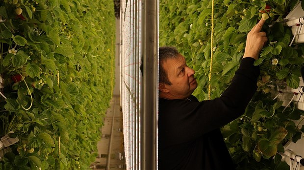 La culture hivernale de fraises arrive dans Vaudreuil-Soulanges