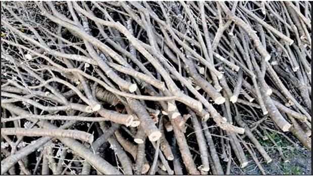 Collecte spéciale de branches ce mercredi à Vaudreuil-Dorion 