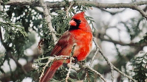 Quand les oiseaux ne se cachent plus pour mourir 