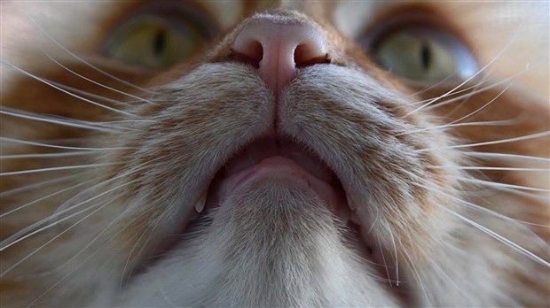 Doit-on s’inquiéter de la surpopulation des chats? 