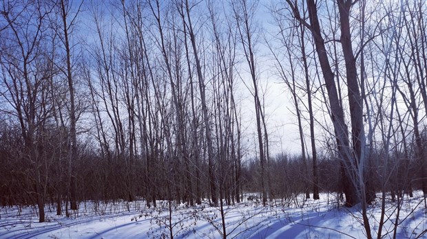 Hudson consulte ses citoyens concernant la protection des boisés et des arbres