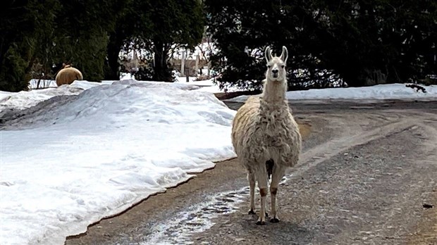 Un lama et un alpaga s’offrent une ballade dans les rues de Saint-Lazare