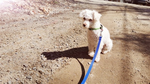 Montrez nous vos animaux en balade