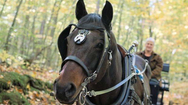 Galerie 1 : vos animaux en balade