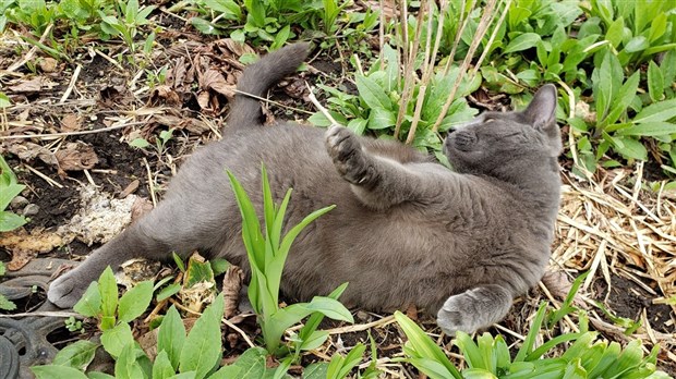 Galerie 2: vos animaux en balade