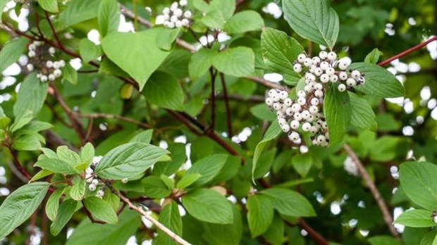 Retour de la Foire horticole de Vaudreuil-Dorion