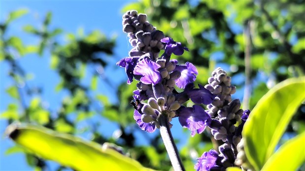 Un jardin pour le 350e de l'île Perrot