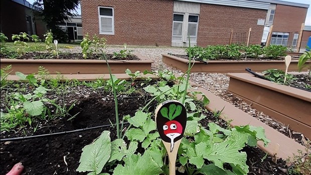 Un potager urbain sur le campus de la Cité-des-Jeunes voit le jour