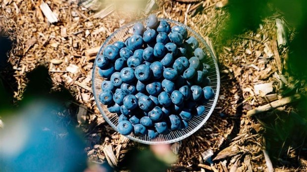 Où peut-on cueillir des bleuets et des framboises dans Vaudreuil-Soulanges