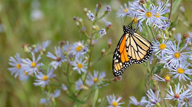 Vaudreuil-Dorion s'engage dans la sauvegarde des monarques