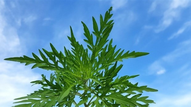 Épandage d’herbicide écologique pour lutter contre l’herbe à poux à Vaudreuil-Dorion
