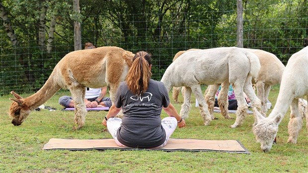 Côtoyer des alpagas en faisant son yoga à Saint-Lazare