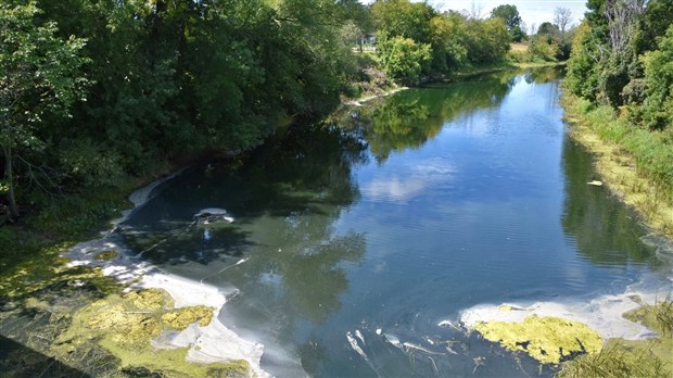 Les poissons meurent par dizaines dans la rivière Rigaud en Ontario