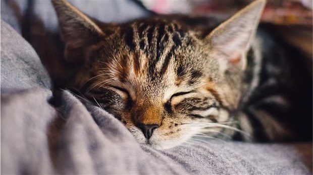 Les Coteaux: nouveau partenariat pour le contrôle des animaux