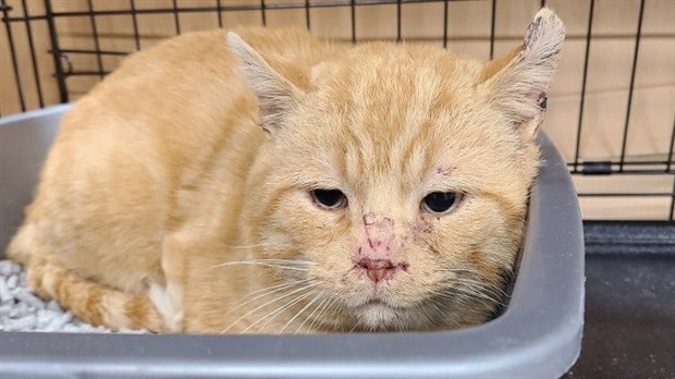 Un besoin criant de familles d’accueil pour des chats rescapés