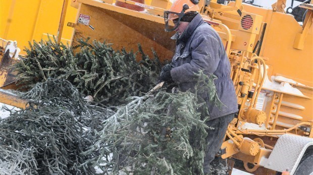 Une deuxième vie pour les sapins de Noël