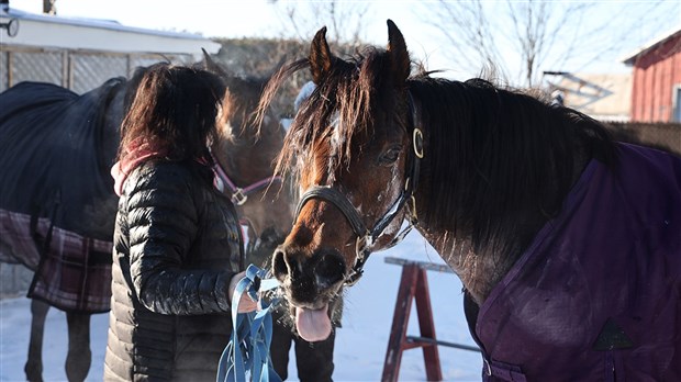Une fugue qui se termine bien pour trois chevaux de Saint-Lazare
