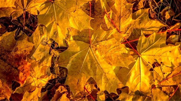 Trois collectes de feuilles et résidus verts à venir à Les Coteaux 