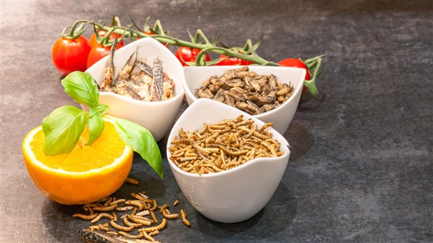 Une conférence pour tout savoir sur les insectes comestibles