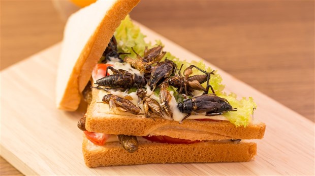 A conference to learn about edible insects