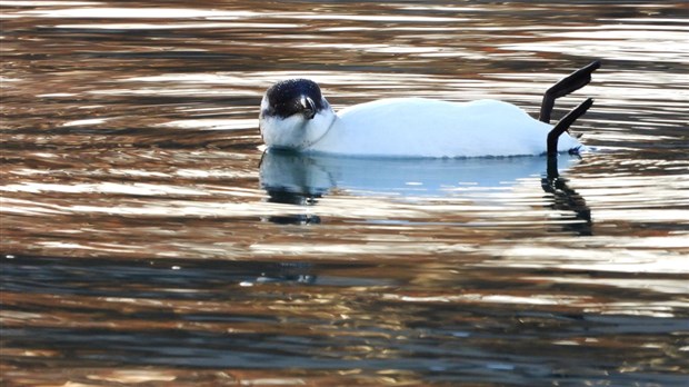 Pingouin dans le lac Saint-François: surprenant, mais pas rare pour autant