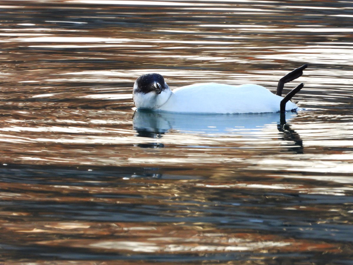 La disparition du grand pingouin - Québec Science