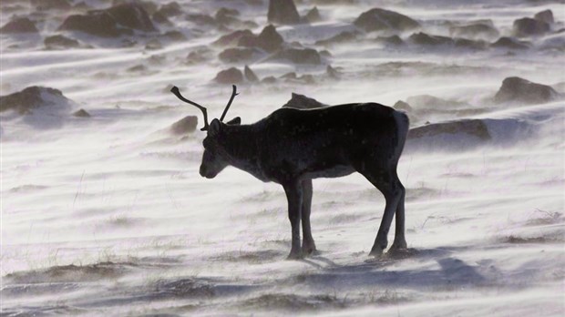 Près de 5000 espèces présentent un certain niveau de risque de disparition au Canada