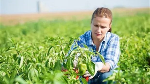 La crème de la relève agricole invitée à se manifester 