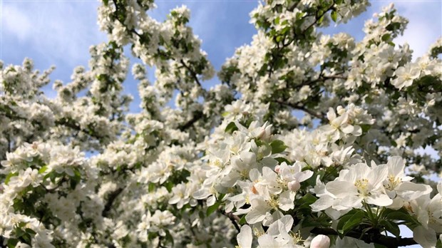 La campagne Un arbre pour mon quartier revient ce printemps