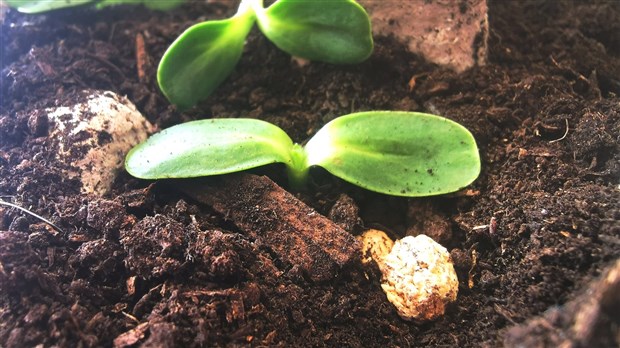 Dévoilement de la Jardinothèque à la bibliothèque de Vaudreuil-Dorion 