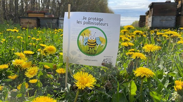 Très-Saint-Rédempteur fait sa part pour les abeilles