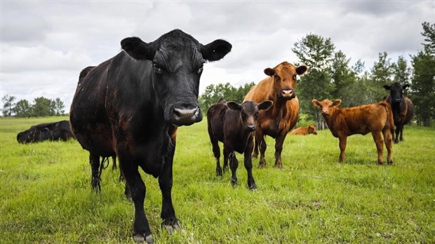 Manger 20 % moins de boeuf aurait un gros impact sur l'environnement