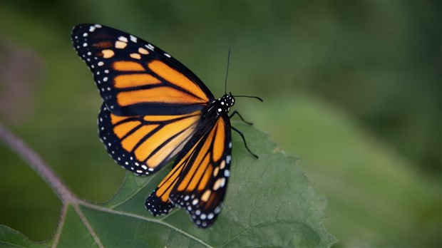 La 20ème édition de la Journée de l’arbre et de l’environnement